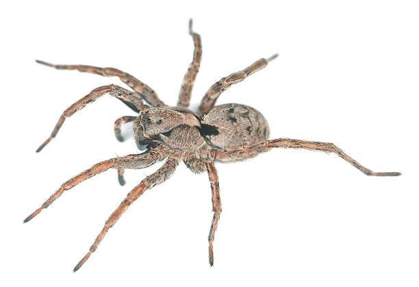 istock Wolf spider isolated on white background, macro photo 178474556