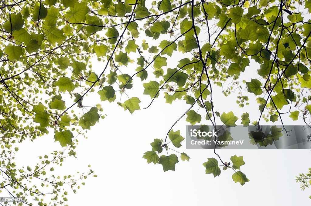 Vista di primavera - Foto stock royalty-free di Albero