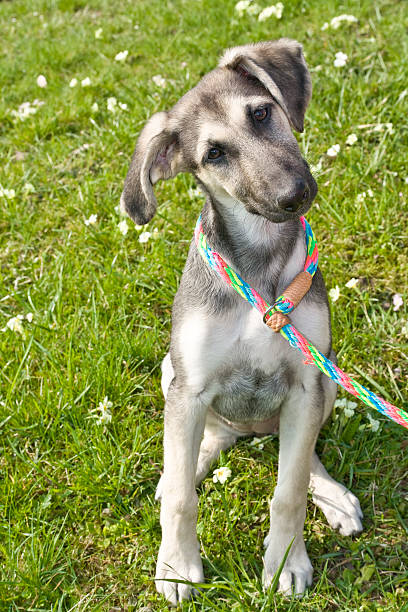istock Puppy sitting in grass with a curious air 178474689