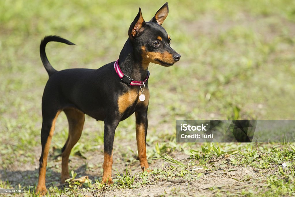 Prague Ratter(Prazsky krysarik) Prague Ratter(Prazsky krysarik) on the green grass Miniature Pinscher Stock Photo