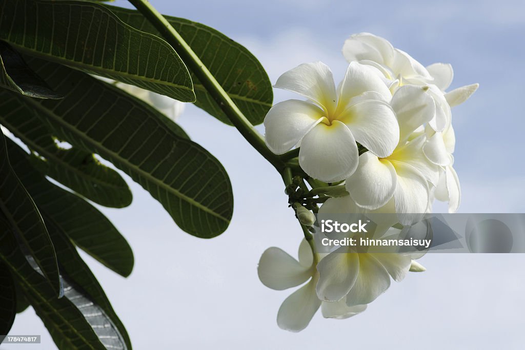 Frangipani or Plumeria flower yellow Frangipani or Plumeria flower Beauty Stock Photo