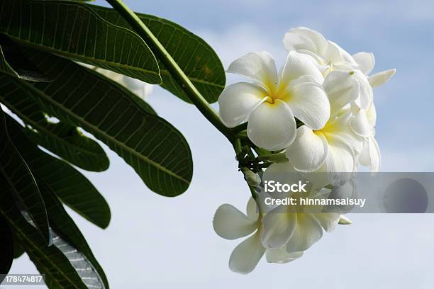 Frangipani Or Plumeria Flower Stock Photo - Download Image Now - Beauty, Beauty In Nature, Blossom