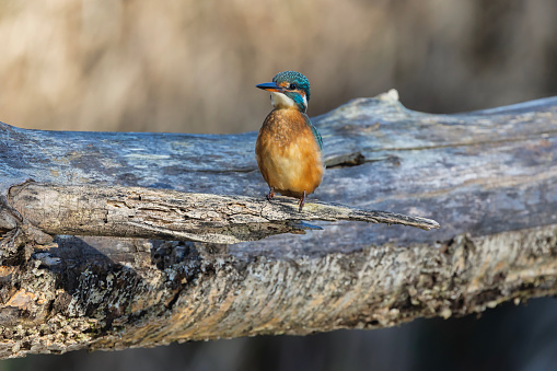 A Female Kingfisher in marshland.