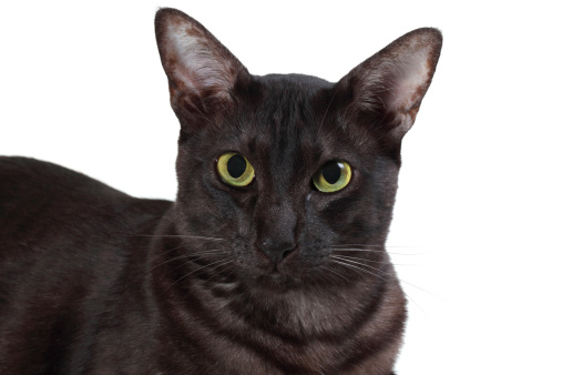 black cat breeds Oriental on a white background