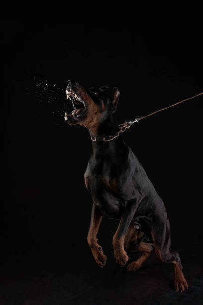 Mean Doberman dog ready to attack for protection stock photo