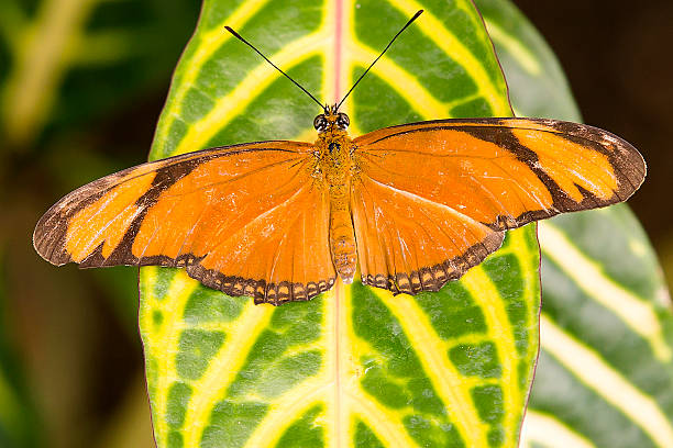istock Dryas Julia on green yellow leaf 178475230
