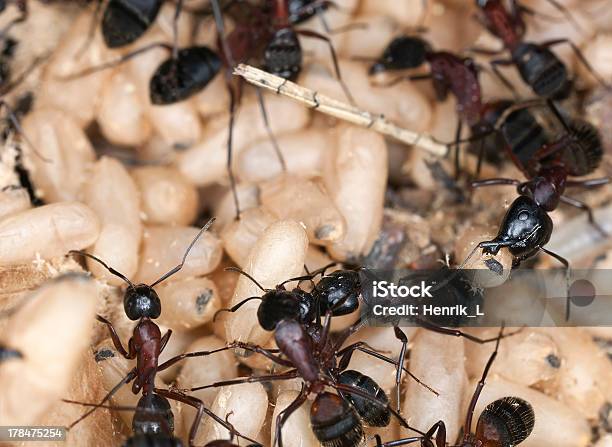Hormiga Carpintera Camponotus Herculeanus Rescuing Egg Conducta Macro De Fotos Foto de stock y más banco de imágenes de Aire libre