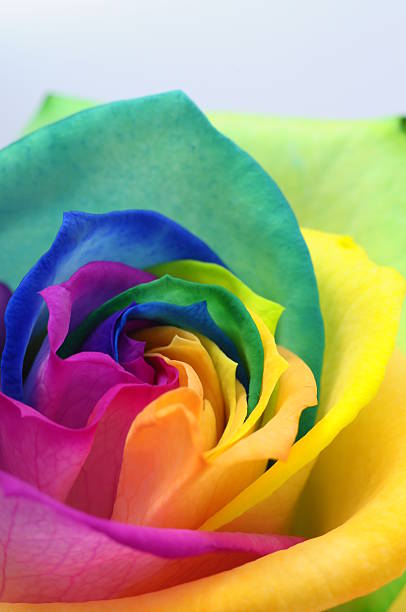 istock Close up of rainbow rose heart 178475691