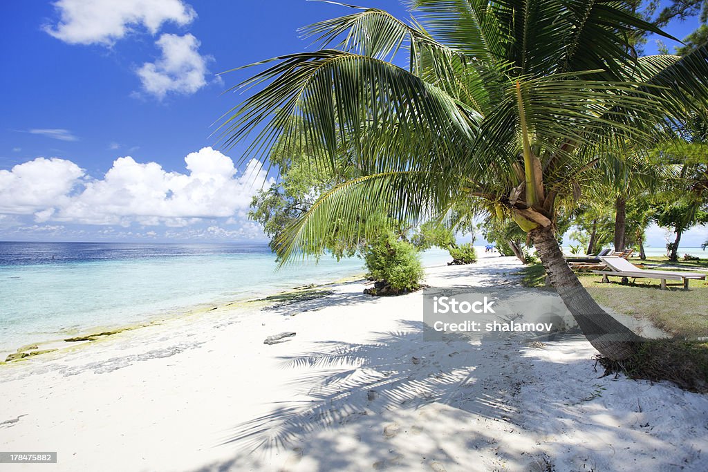 Tropical beach Coconut palm at perfect tropical beach in Malaysia Bay of Water Stock Photo