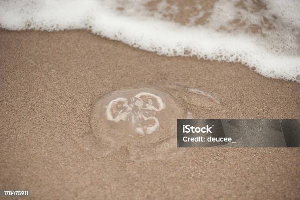 Jellypesce Sulla Spiaggia - Fotografie stock e altre immagini di Acqua - Acqua, Animale, Close-up