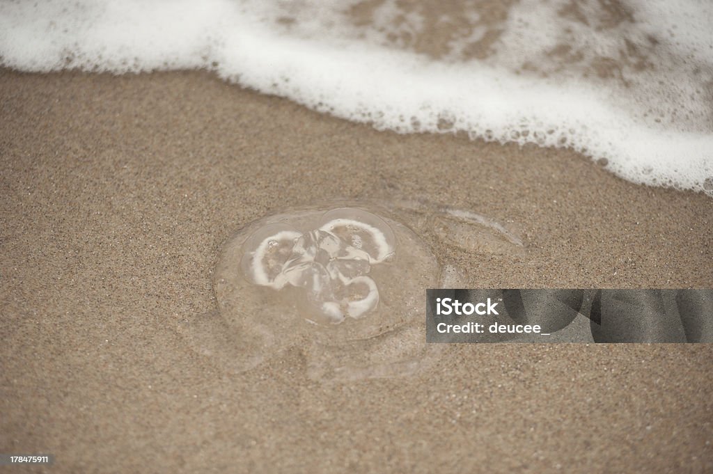 Желе-рыба на пляже - Стоковые фото Без людей роялти-фри