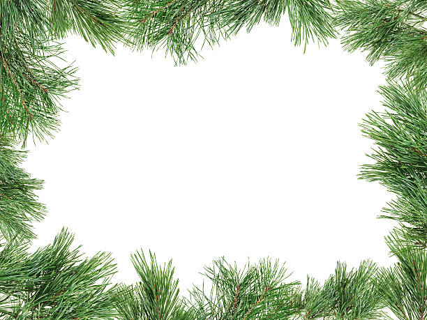 Frame made with pine twigs isolated on white, copyspaced stock photo
