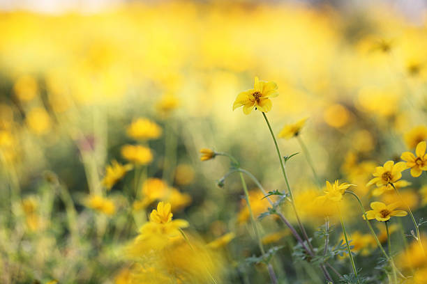 istock Closeup yellow flowers in macro 178476434