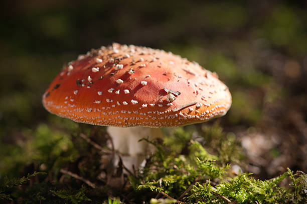 agaric Fly - Photo