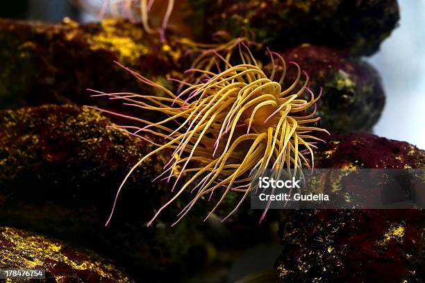 Photo libre de droit de Anémone De Mer banque d'images et plus d'images libres de droit de Anémone de mer - Anémone de mer, Aquarium - Établissement pour animaux en captivité, Au fond de l'océan