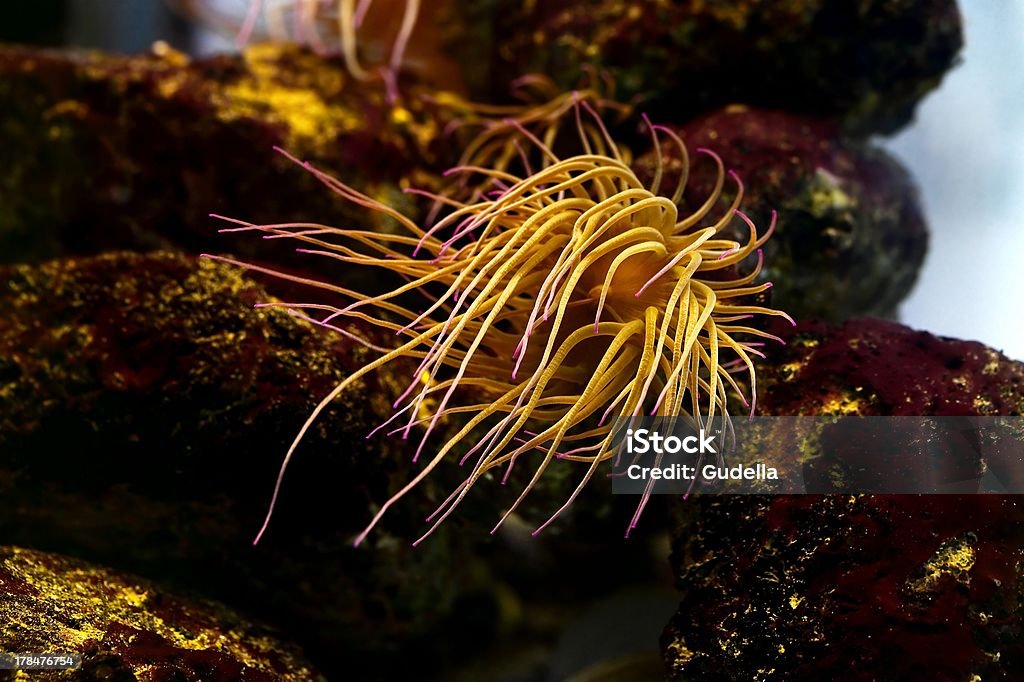 Sea anemone - Zbiór zdjęć royalty-free (Akwarium)