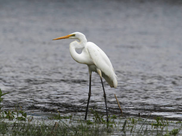 istock Great egret bird standing in a river of water 1784768005