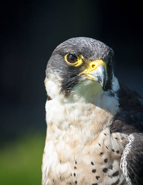 istock Peregrine Falcon Close Up 178476881