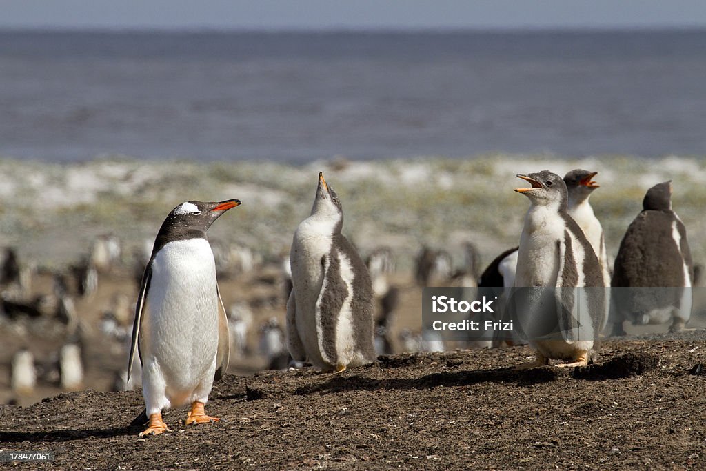 Pinguim-papu Colónia - Royalty-free Animal Foto de stock