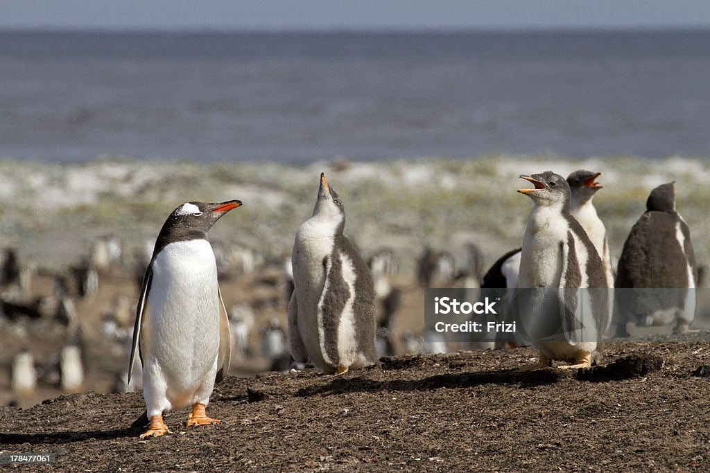 Папуанский пингвин Колония - Стоковые фото South Atlantic Ocean роялти-фри