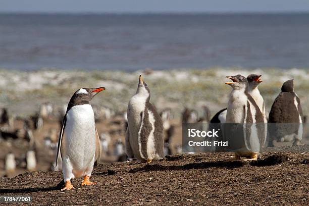 Папуанский Пингвин Колония — стоковые фотографии и другие картинки South Atlantic Ocean - South Atlantic Ocean, Volunteer Point, Антарктика