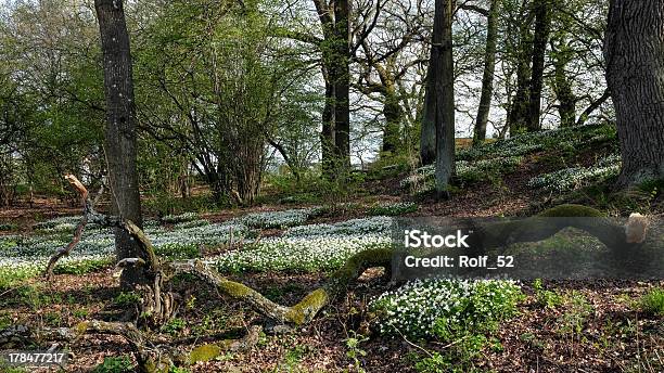 Legno Anemoni Di Primavera In Svezia - Fotografie stock e altre immagini di Albero - Albero, Ambientazione esterna, Anemone