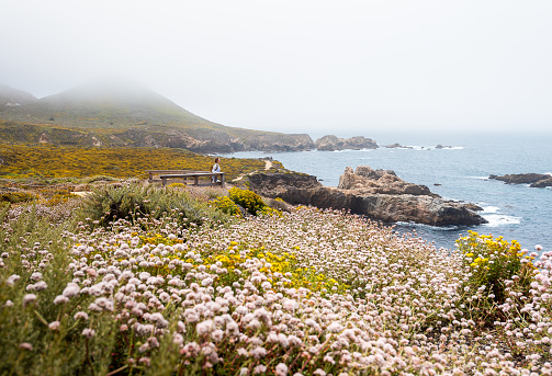 Beautiful summer mountain and flower landscape. Young woman hiking, Pacific Ocean, Garrapata State Park and Beach, Big Sur, California, USA