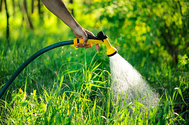 istock Gardener watering the lawn in garden. 178477783