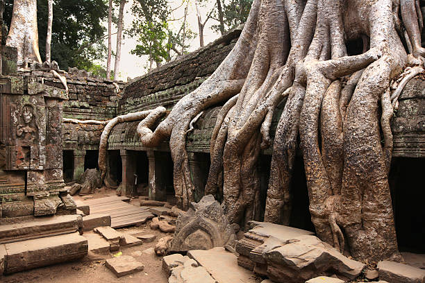 istock Giant tree roots at the Ta Prohm temple in Cambodia 178477829