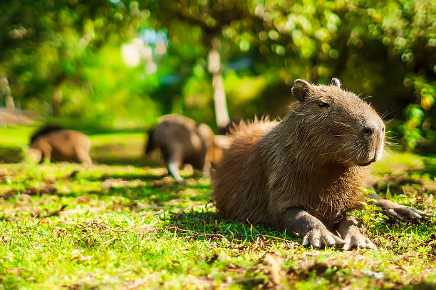 Capybara relaxed (Hydrochoerus hydrochaeris) Tranquil capybara sitting on green grass capybara stock pictures, royalty-free photos & images