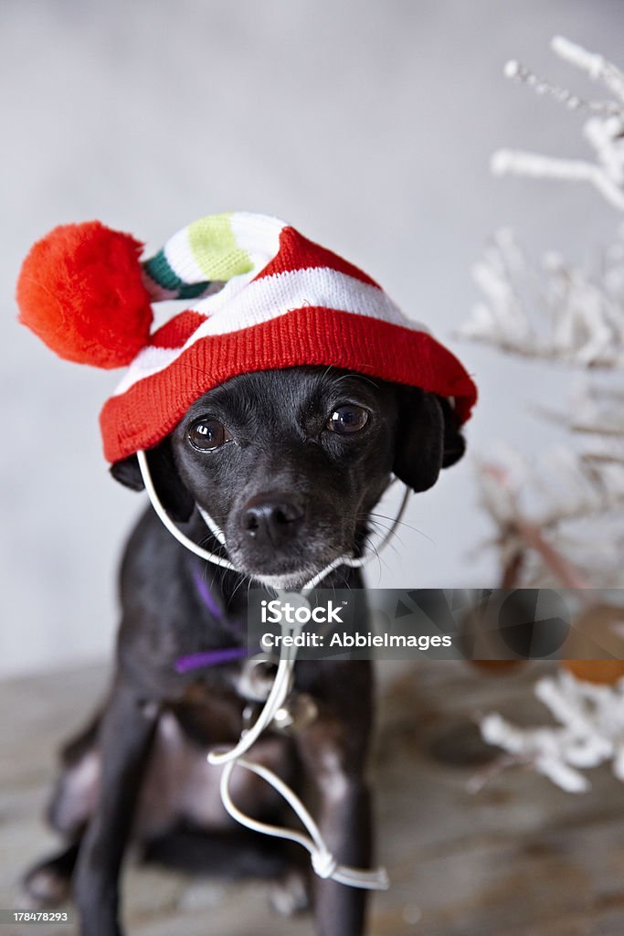 Piccolo cane in Cappello di Natale - Foto stock royalty-free di Abbigliamento per animali domestici