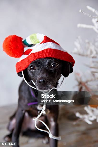 Piccolo Cane In Cappello Di Natale - Fotografie stock e altre immagini di Abbigliamento per animali domestici - Abbigliamento per animali domestici, Albero, Albero di natale