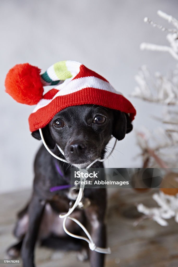 Pequeno cão no Chapéu de Natal - Royalty-free Animal Doméstico Foto de stock