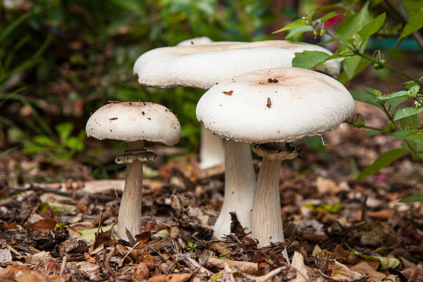 grzyby dzikie - mushrooms mushroom fungus fungi undergrowth zdjęcia i obrazy z banku zdjęć