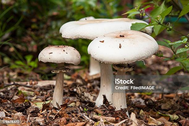 Foto de Cogumelos Selvagens e mais fotos de stock de Casca de Árvore - Casca de Árvore, Cogumelo - Fungo, Cogumelo venenoso