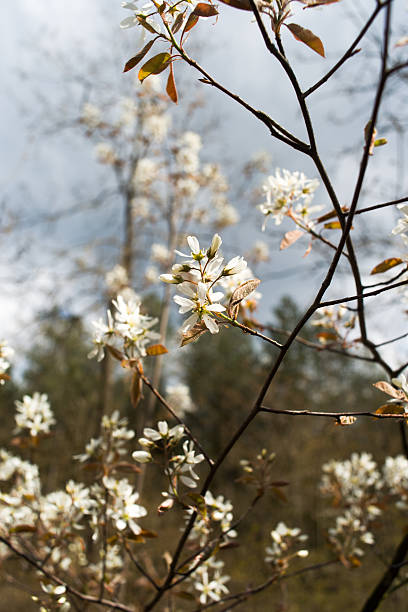 белые цветы на дерево - lank стоковые фото и изображения
