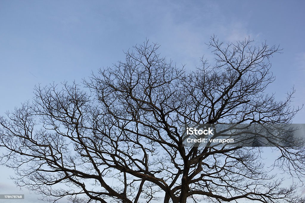 Dead tree Dead tree on blue sky background. Autumn Stock Photo