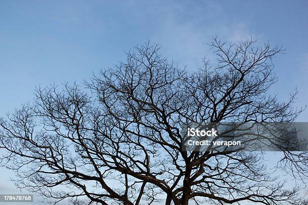 Dead Tree Stock Photo - Download Image Now - Autumn, Boredom, Branch - Plant Part