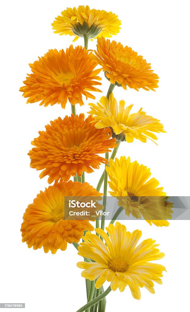 calendula - Royalty-free Amarelo Foto de stock