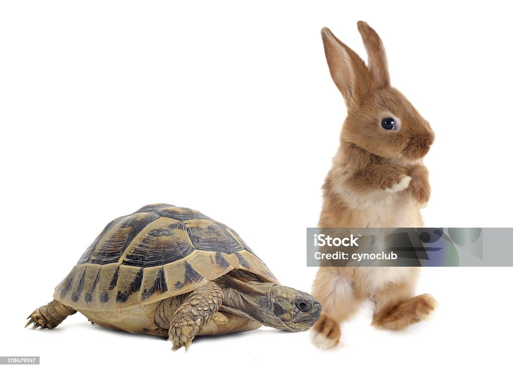 Tortoise and rabbit Testudo hermanni tortoise and rabbit make a race on a white isolated background Turtle Stock Photo