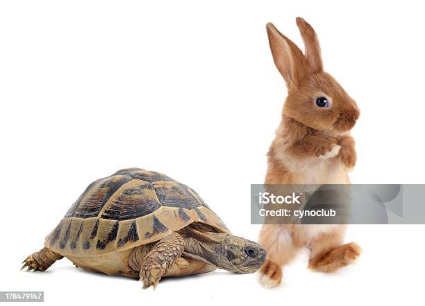 Tortoise And Rabbit Stock Photo - Download Image Now - Turtle, Hare, Rabbit - Animal