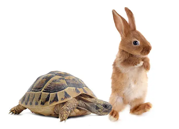Testudo hermanni tortoise and rabbit make a race on a white isolated background