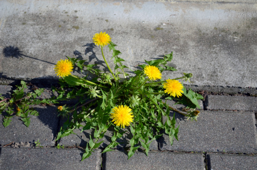 Blooming dandelion sow thistle flower yellow with green leaves growing between sidewalk tiles.
