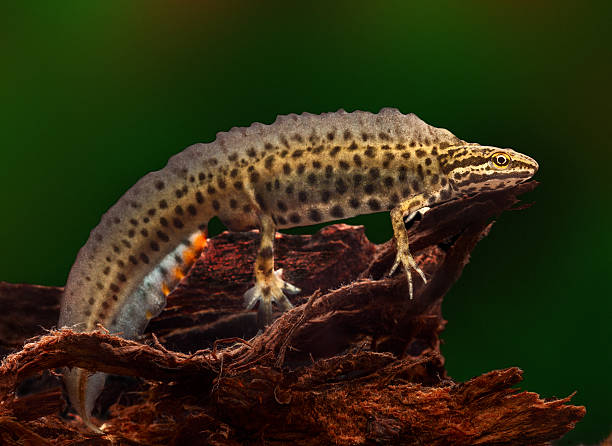 male common newt stock photo