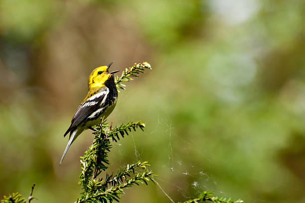 Black Throated Green Warbler