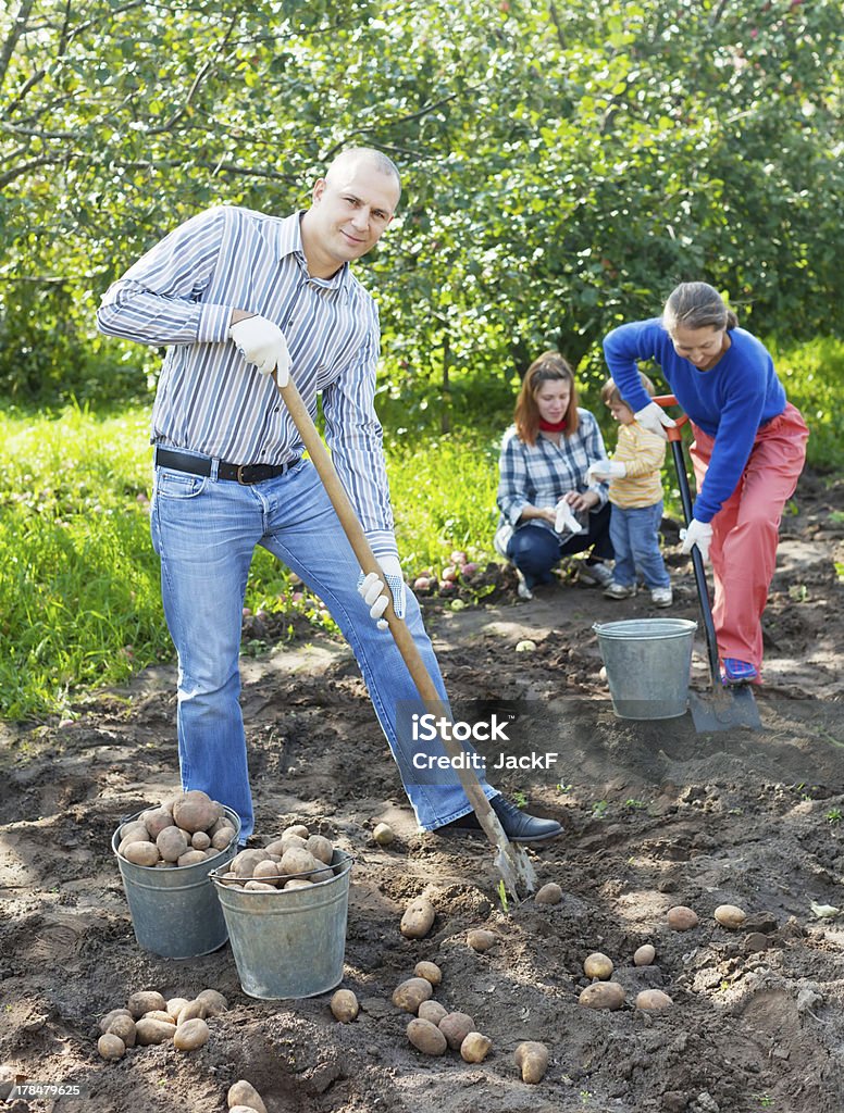 Famille cueillette des pommes de terre dans le champ - Photo de Cueillir libre de droits