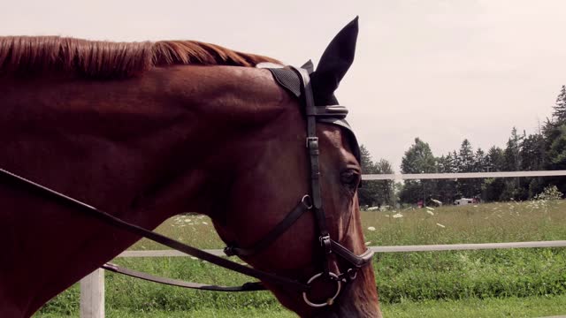 Profile view of a horse blinking in fenced grounds stock video