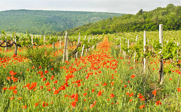 istock Poppies and vineyards 178479771