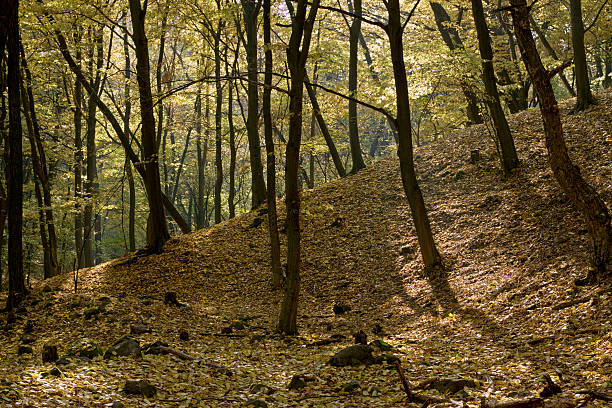 Bosque de otoño - foto de stock
