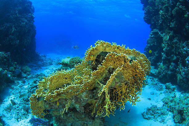 istock Marine Life in the Red Sea 178479918